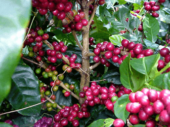 La planta del cafe: el cafeto
