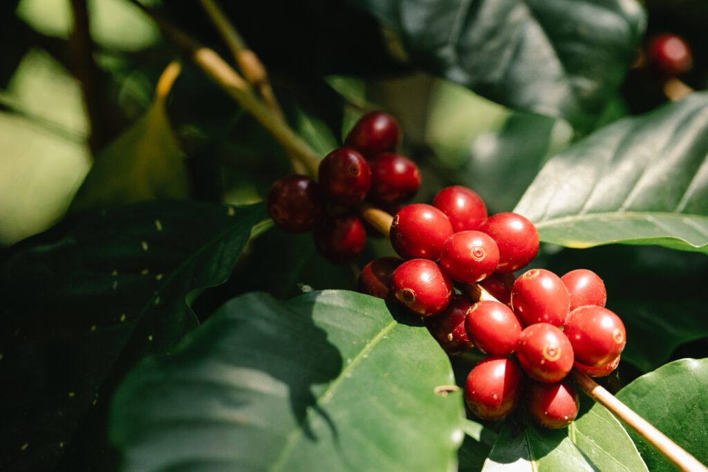 Curiosidades del café: Árbol del café